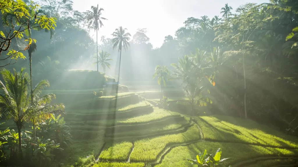 Bali Local Tour Guide